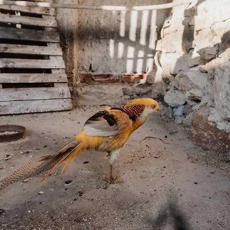 Bed & Breakfast Casa Da Cerca-suite Aconchegante Com Piscina